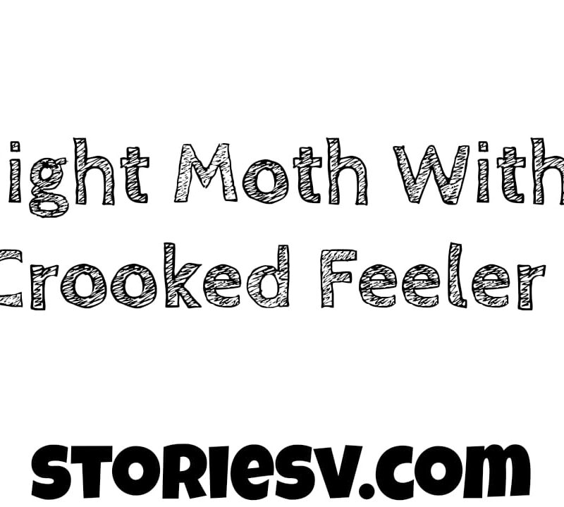 Night Moth With Crooked Feeler
